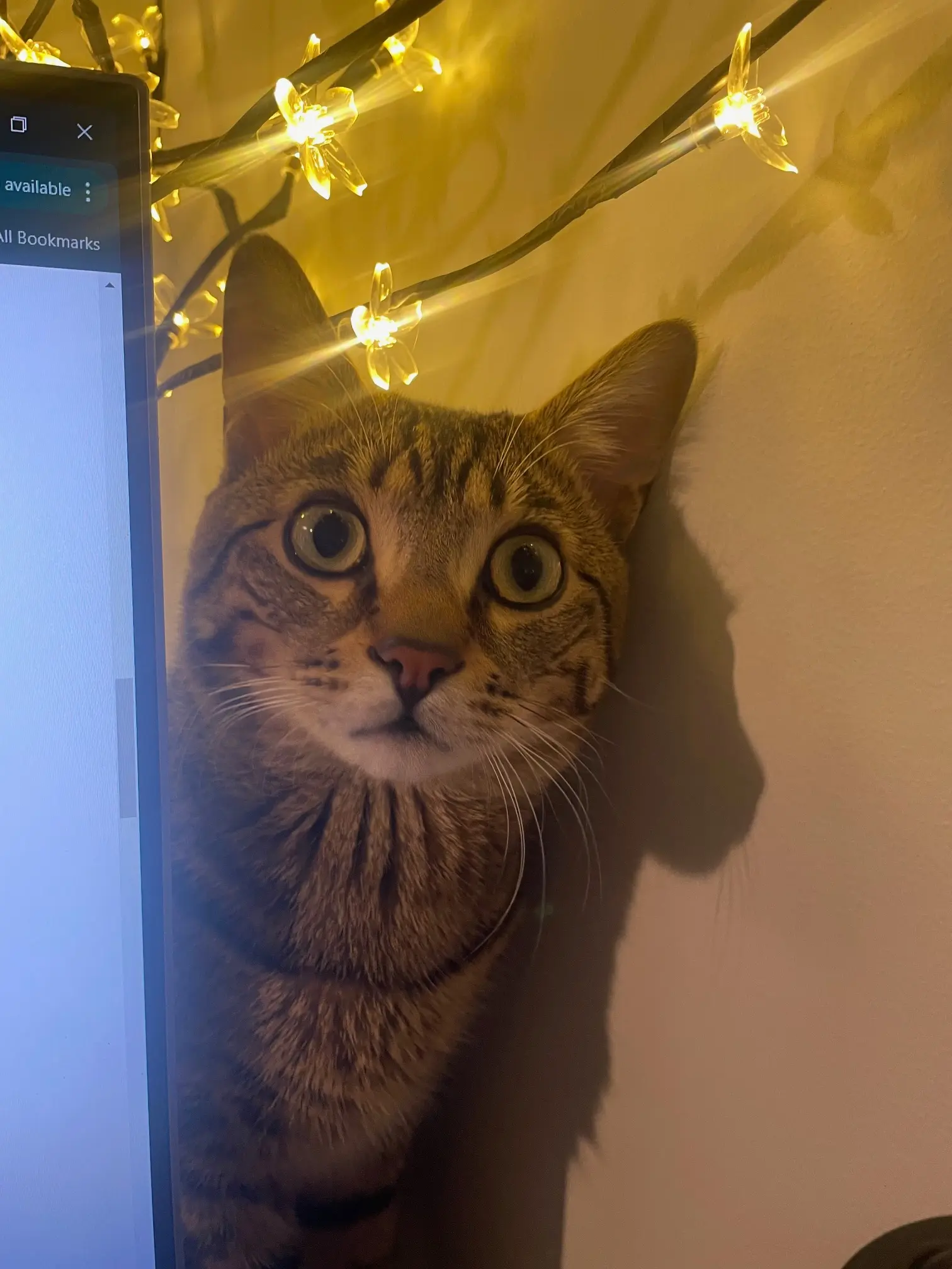 A office cat